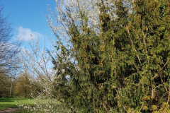 arboretum-022f3c
