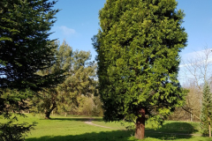 arboretum-032f3c