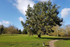 arboretum-082f3c